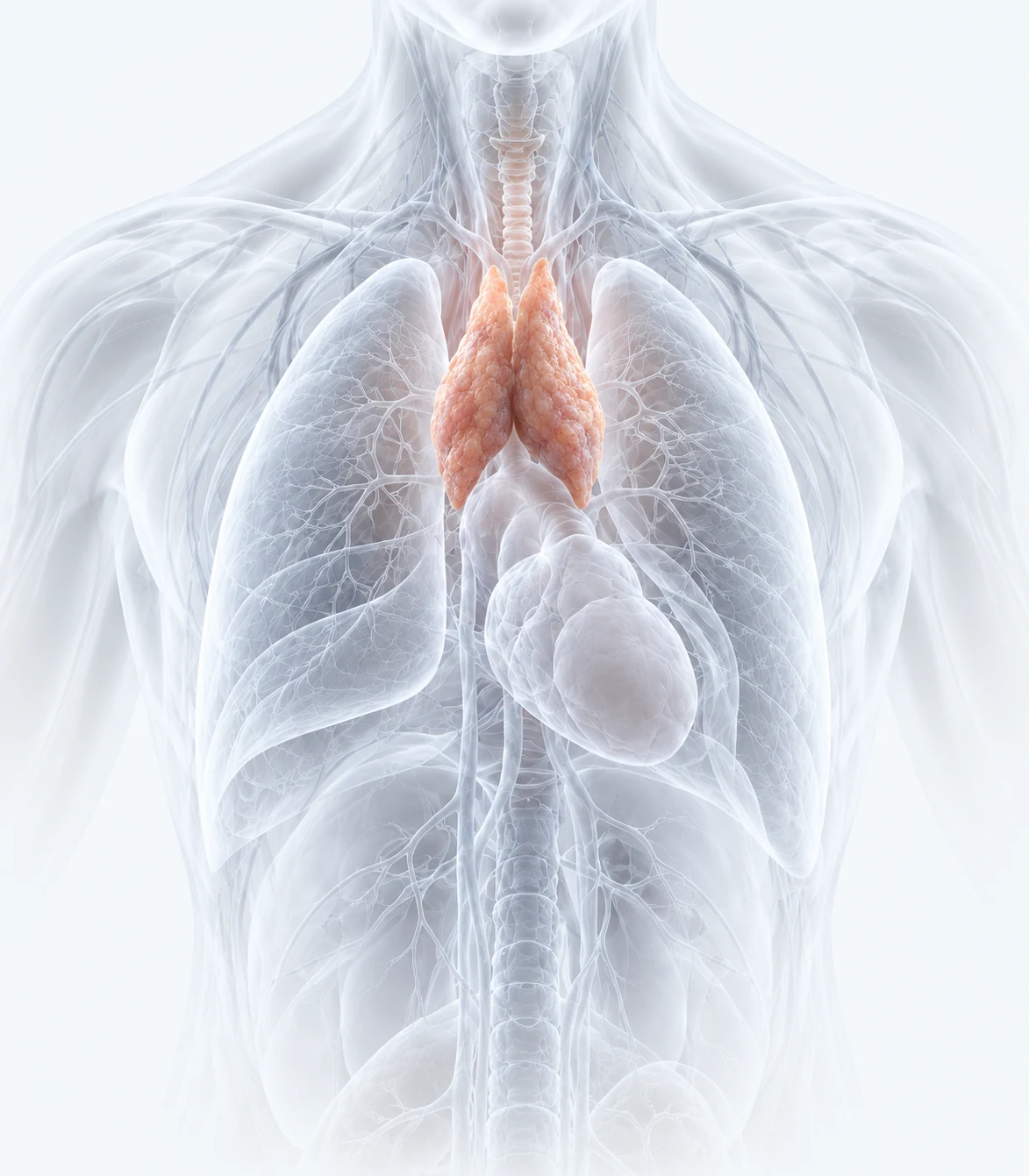 Illustrative translucent upper torso highlighting the thymus in the chest
